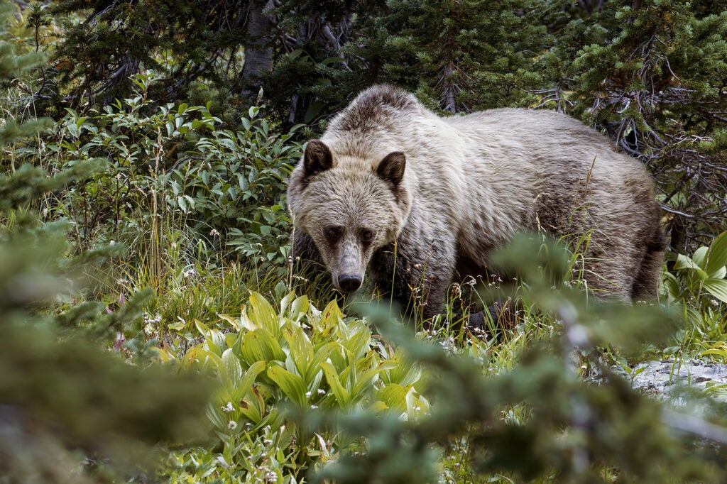 A grizzly bear in a Montana forest. (Beth Hibschman / Getty Images)