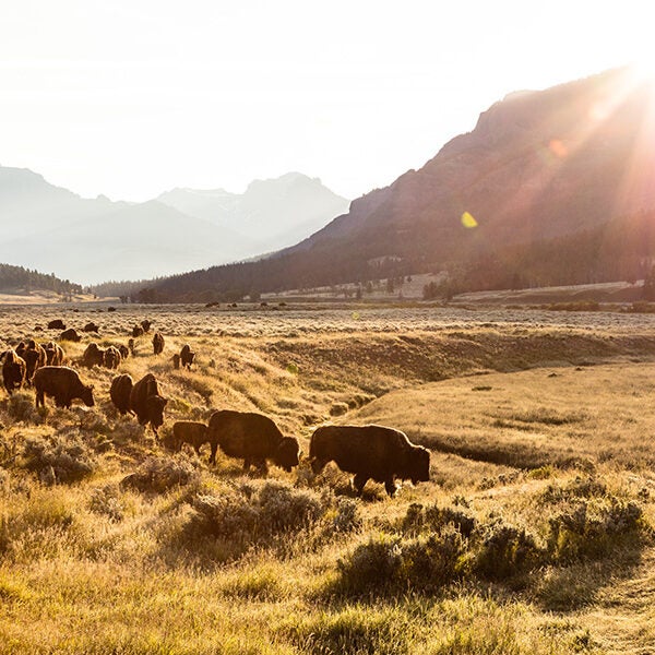 Bison at Abiathar Peak, Yellowstone National Park. Bison at Abiathar Peak, Yellowstone National Park.